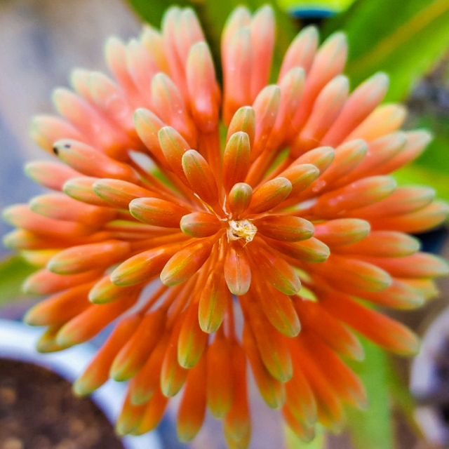 plant image 1433765