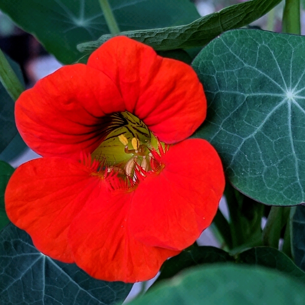 plant image 1433817
