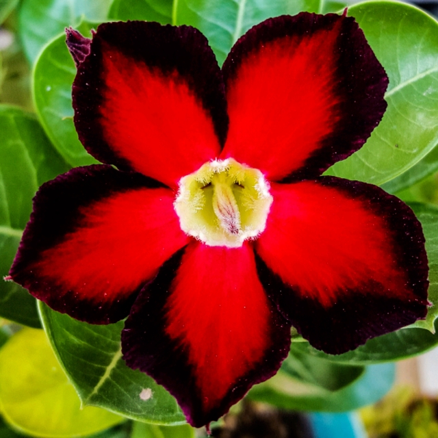 plant image 1433822