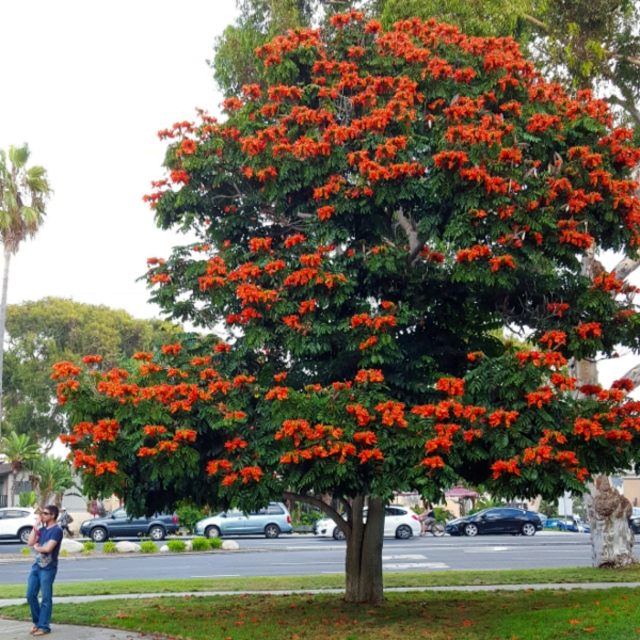 Plant image Spathodea campanulata