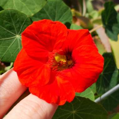 Tropaeolum majus 'Empress of India'