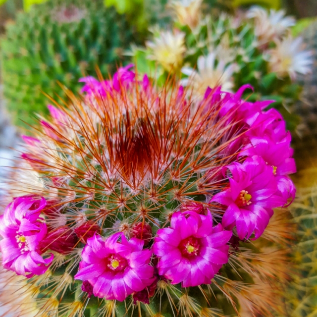 plant image 1437391
