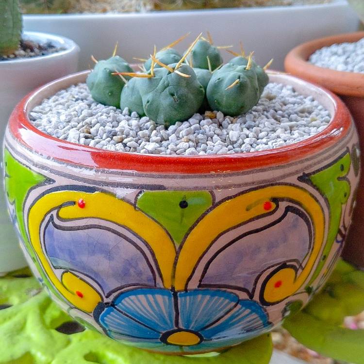 plant image 1437898
