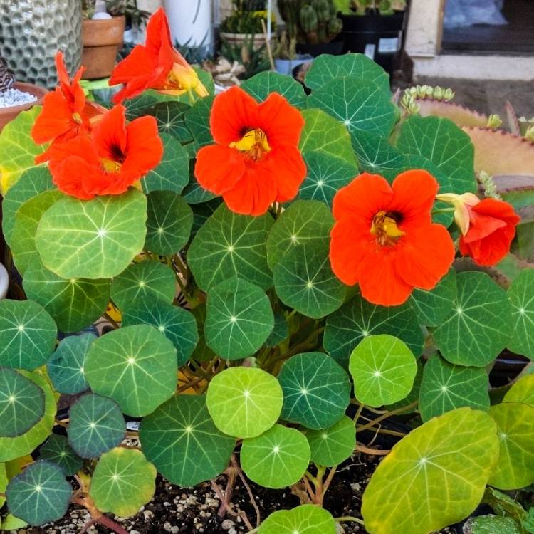 plant image 1438121