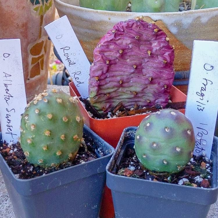 plant image 1438362