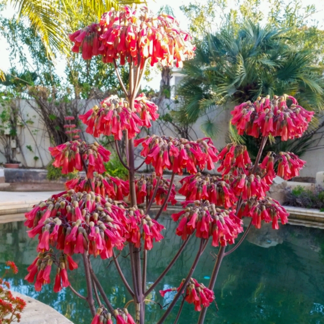 plant image 1438373 plant image 1438373