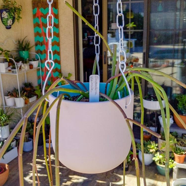 plant image 1439833