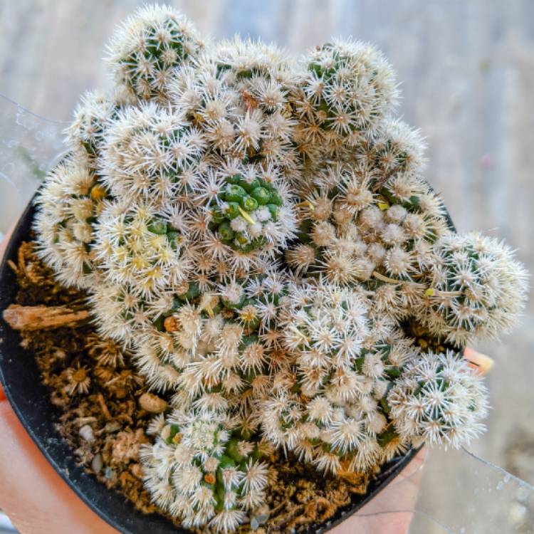plant image 1440076
