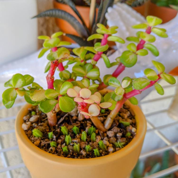Plant image Portulacaria Afra 'Medio-picta'