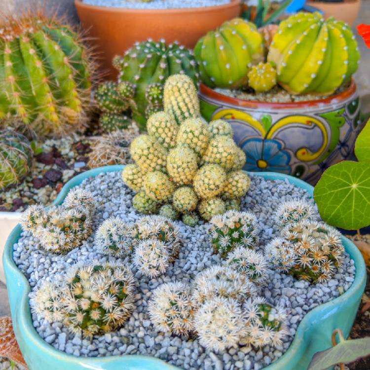 Plant image Mammillaria Vetula ssp. Gracillis