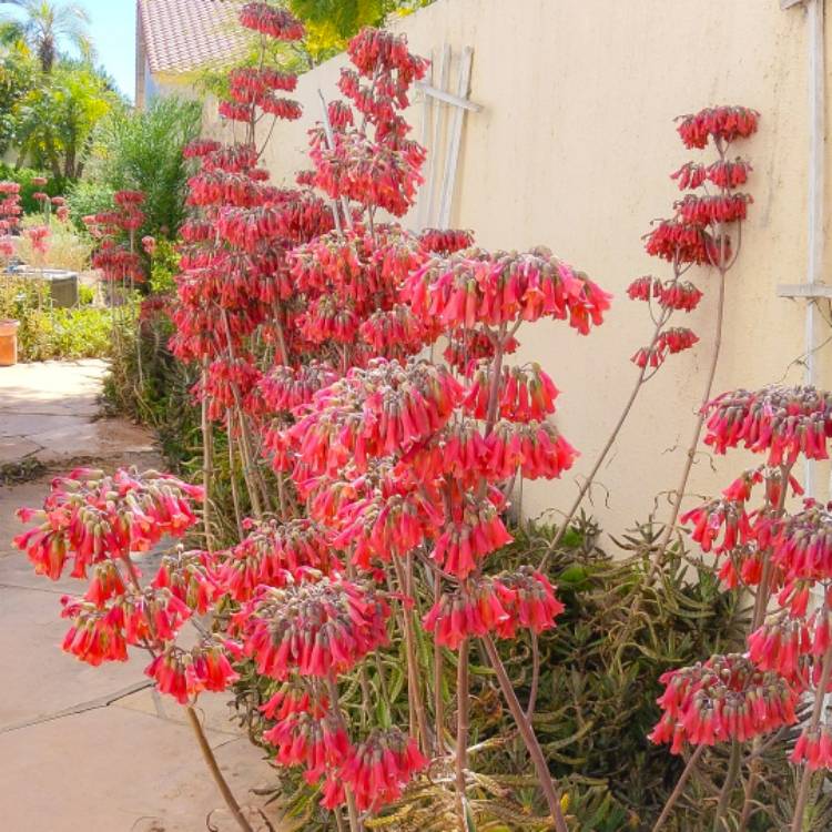 plant image 1444304 plant image 1444304