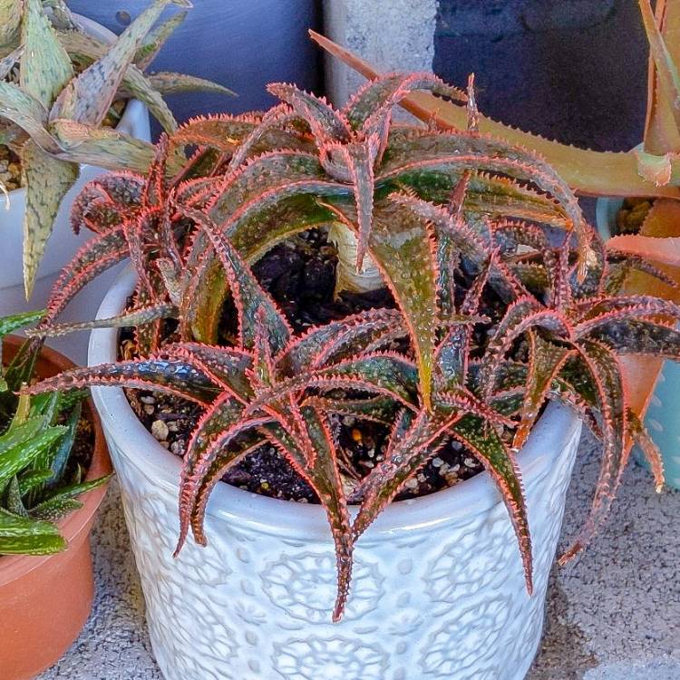 plant image 1445742
