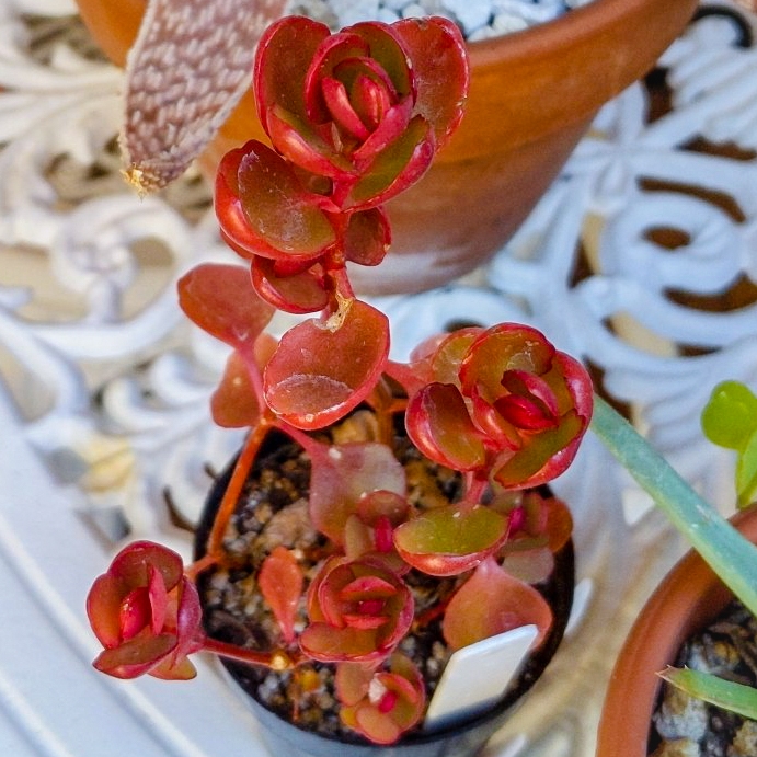 Plant image Kalanchoe Manginii