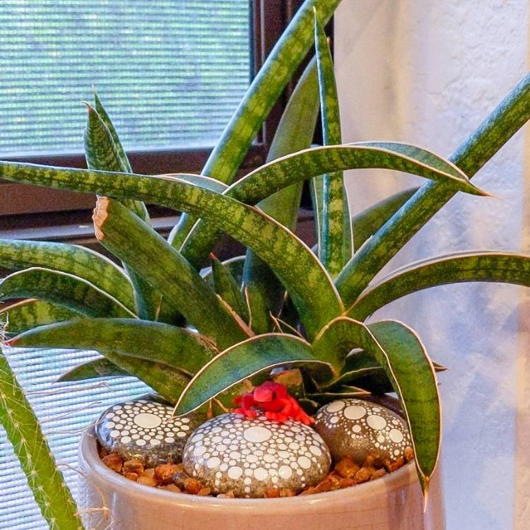plant image 1452484