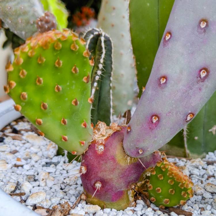 Plant image Opuntia 'baby Rita'