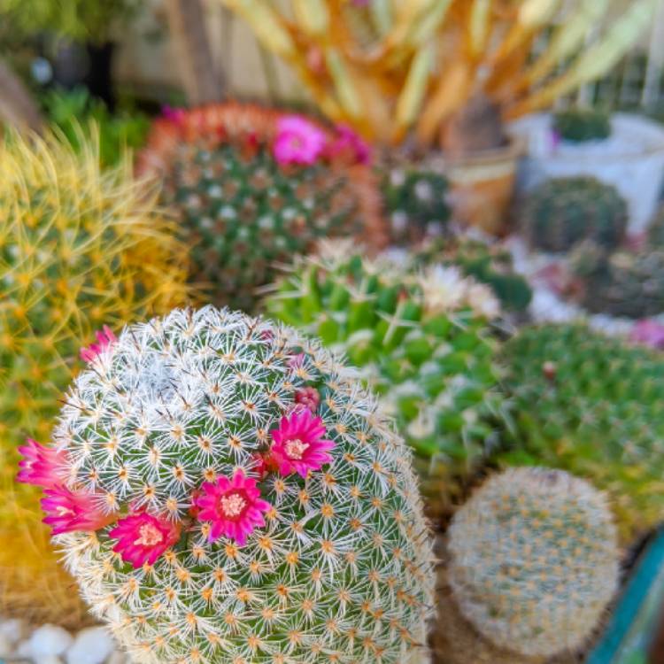 plant image 1461669