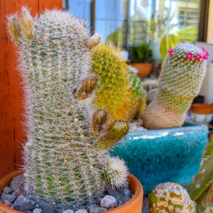 plant image 1461676