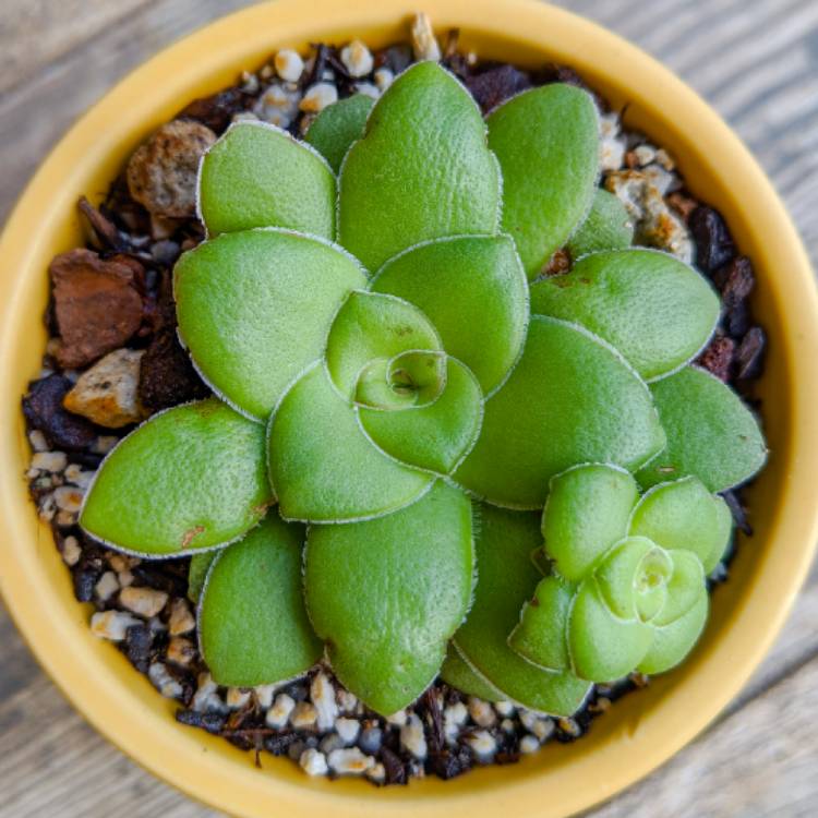plant image 1463142