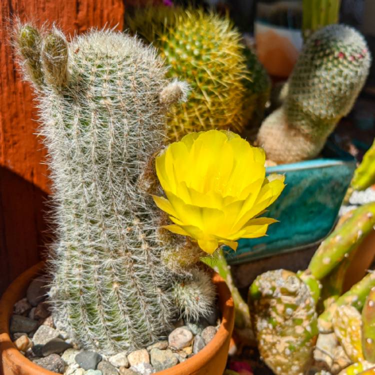 plant image 1463162