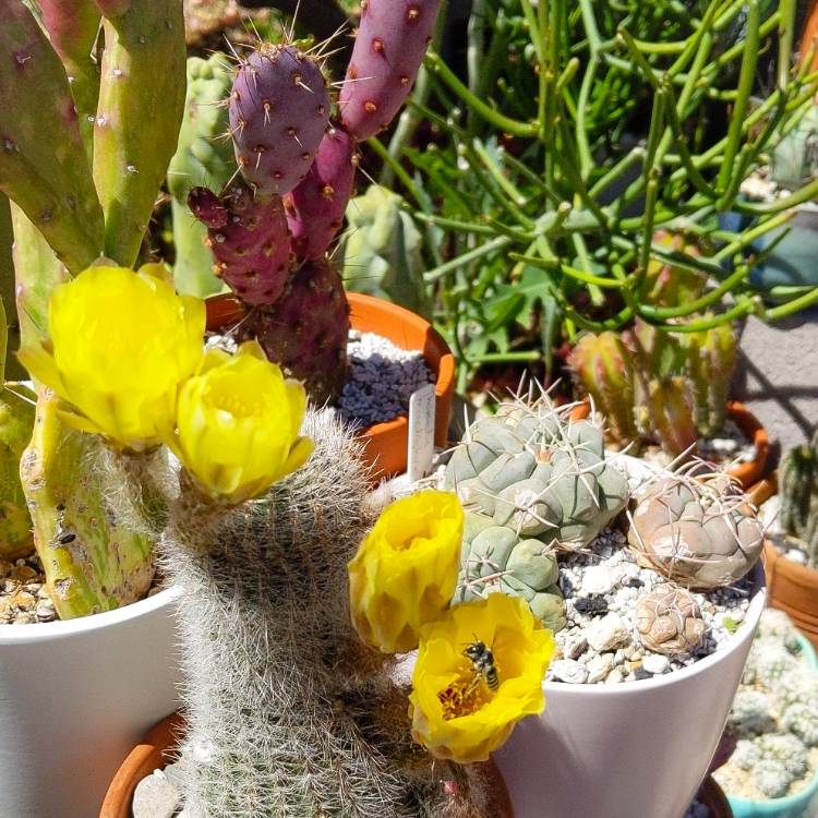 plant image 1465580