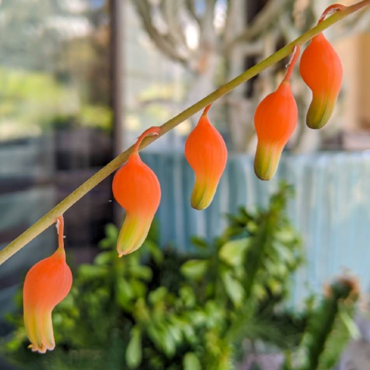 Plant image Gasteria Glomerata