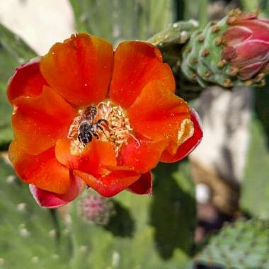 Opuntia