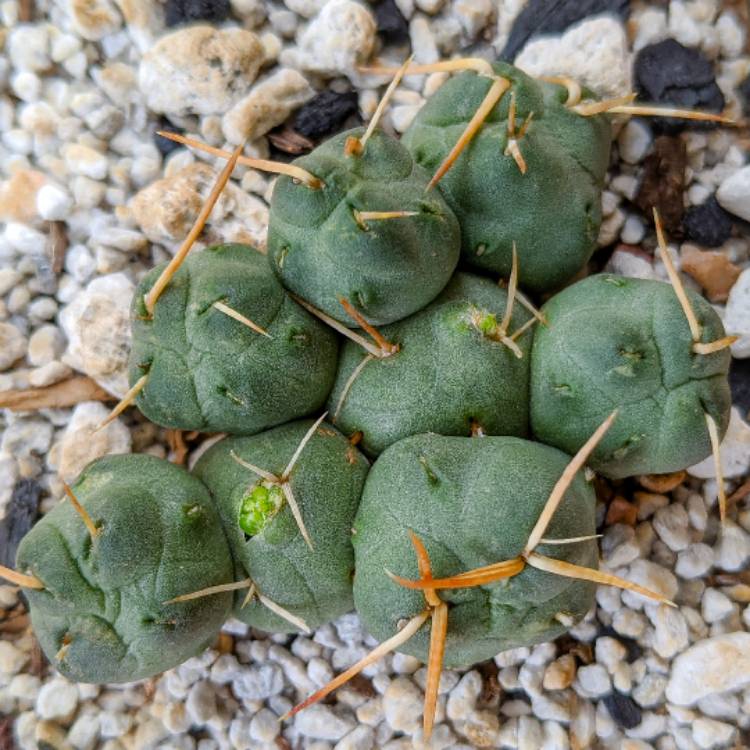 Plant image Puna Subterranea Incahuasi
