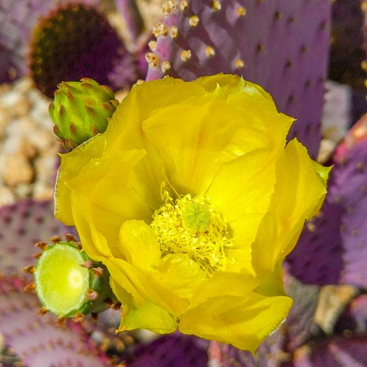 plant image 1470813