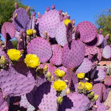 Opuntia var.santa-rita