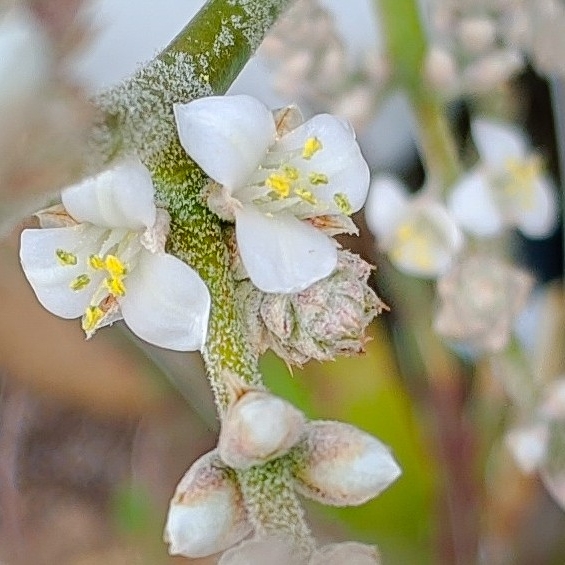 plant image 1471257