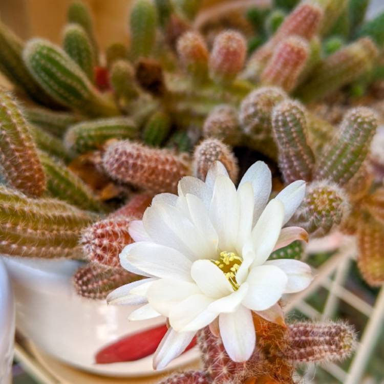 Plant image Chamaelobivia 'Rose Quartz'