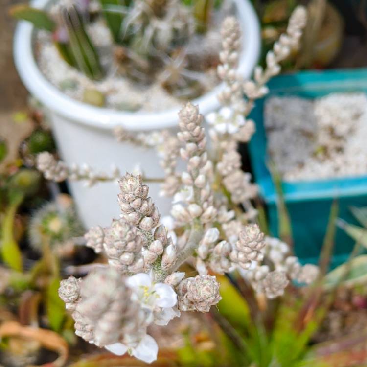 plant image 1472650