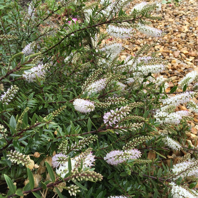 Plant image Hebe 'First Light'