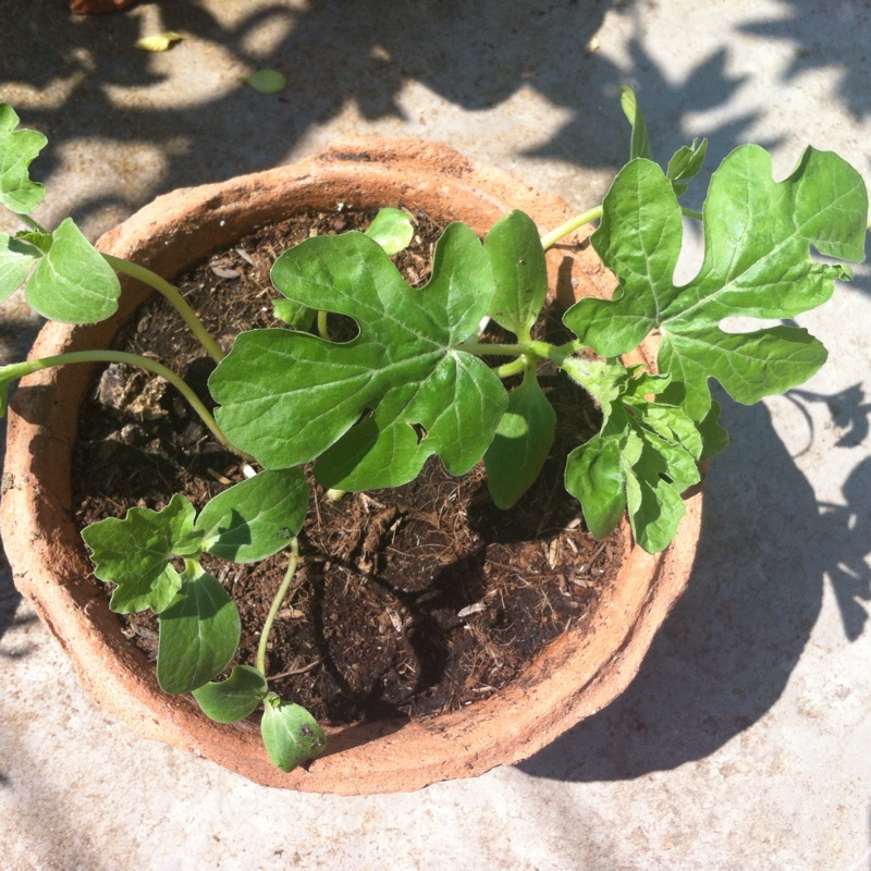plant image 13641