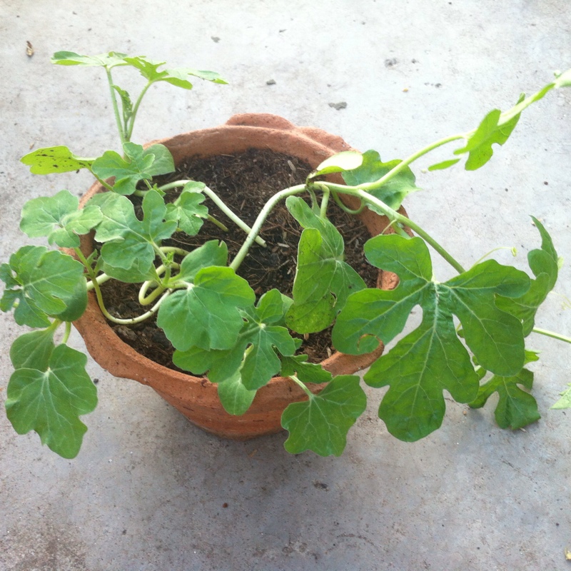 plant image 13927