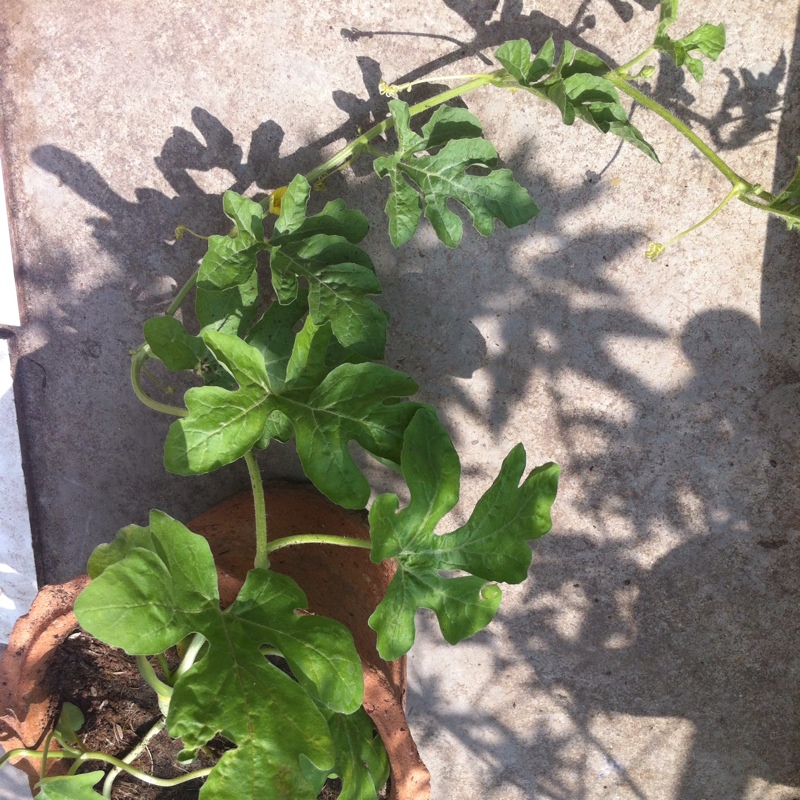plant image 14278
