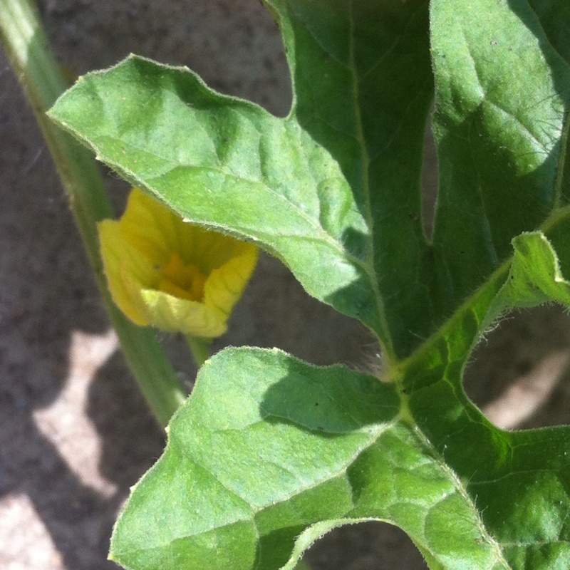 plant image 14279