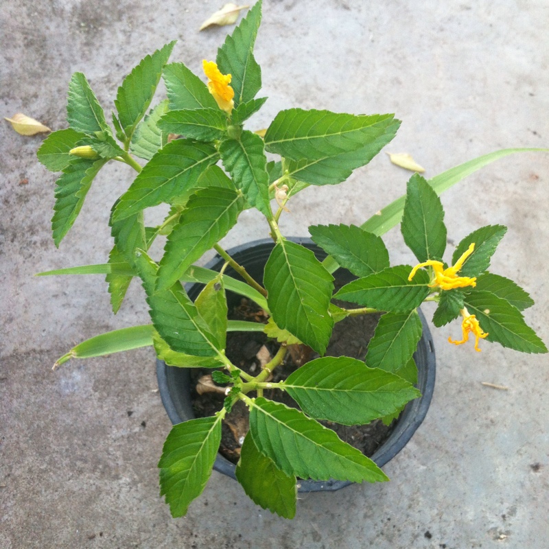 plant image 14457 plant image 14457