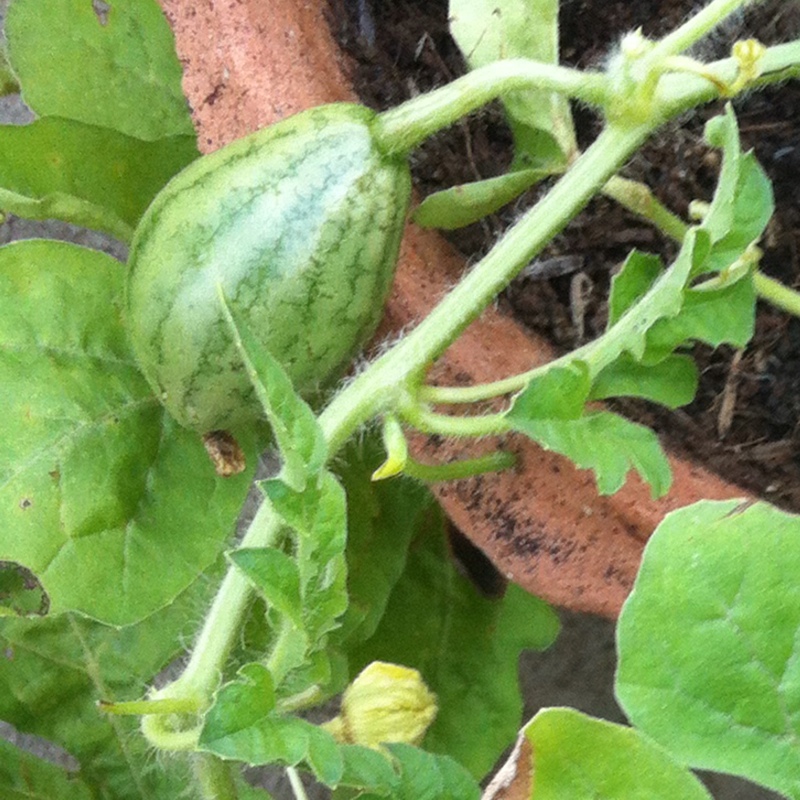 Plant image Citrullus Lanatus