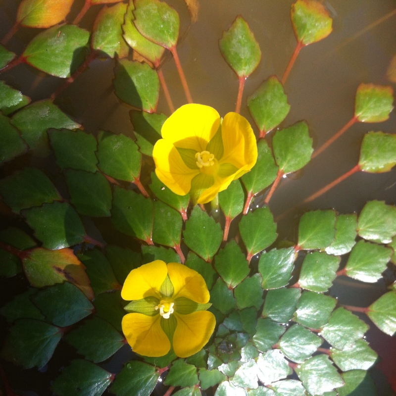 plant image 14808