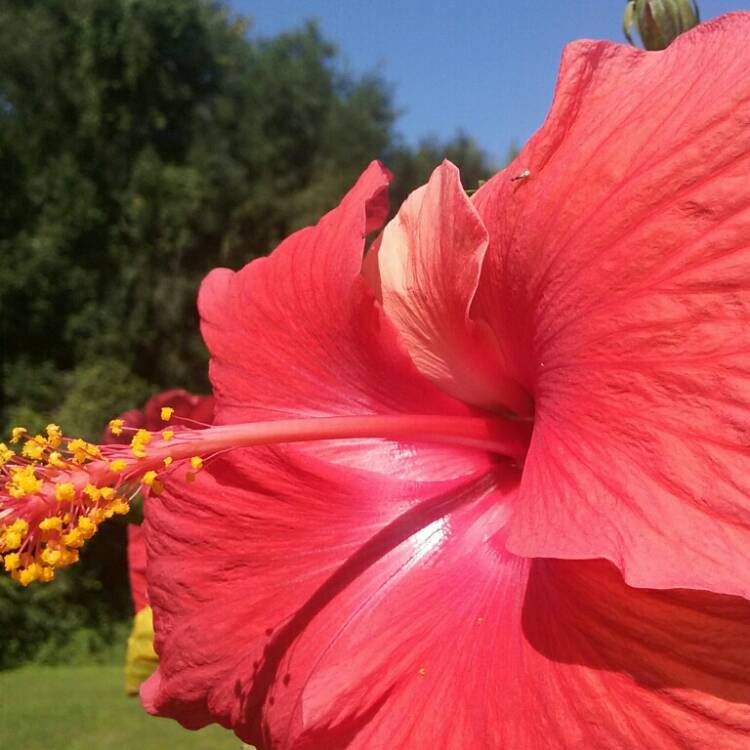 plant image 227693
