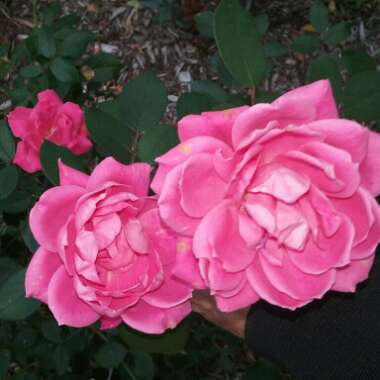 Rachel 's garden