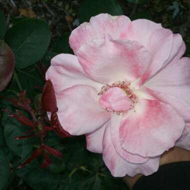 Rachel 's garden