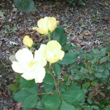 Rachel 's garden