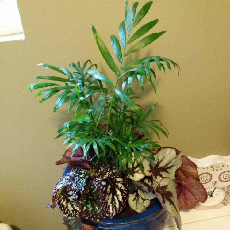 plant image 334893