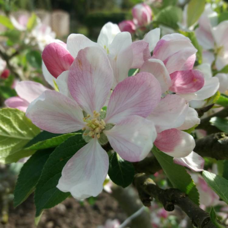 Plant image Malus domestica 'Greensleeves'
