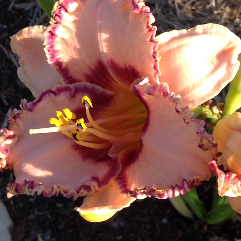 Hemerocallis