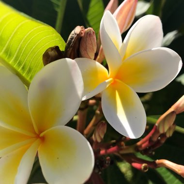 Frangipani