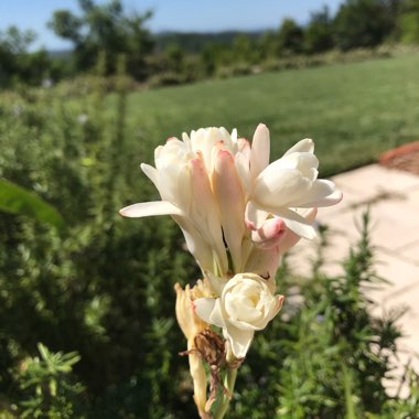 Tuberose