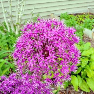 Allium hollandicum 'Purple Sensation' syn. Allium 'Purple Sensation', Allium aflatunense 'Purple Sensation'